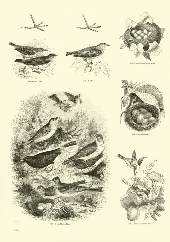 Página de The Pictorial Museum of Animated Nature de English School