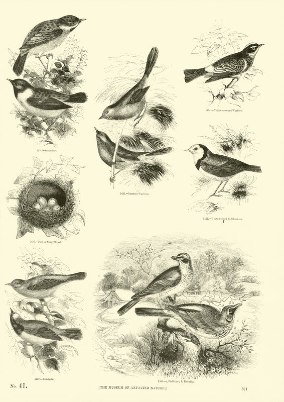 Página de The Pictorial Museum of Animated Nature de English School