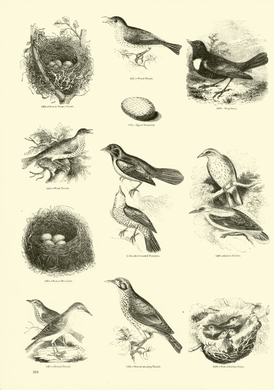 Página de The Pictorial Museum of Animated Nature de English School