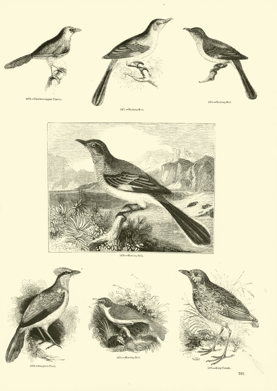 Página de The Pictorial Museum of Animated Nature de English School