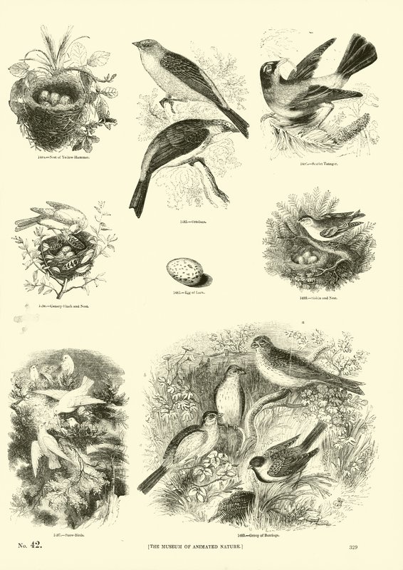 Página de The Pictorial Museum of Animated Nature de English School