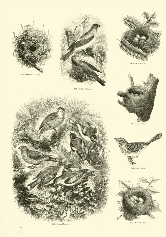 Página de The Pictorial Museum of Animated Nature de English School