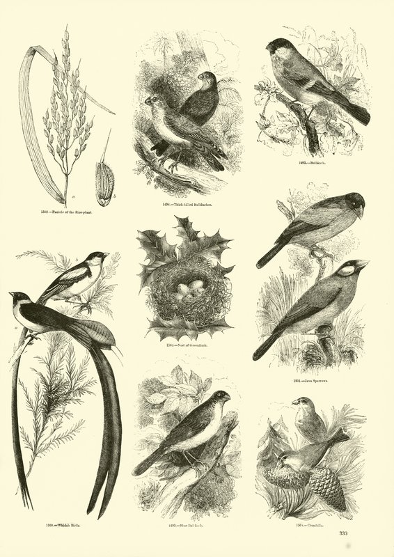 Página de The Pictorial Museum of Animated Nature de English School