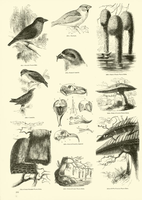 Página de The Pictorial Museum of Animated Nature de English School