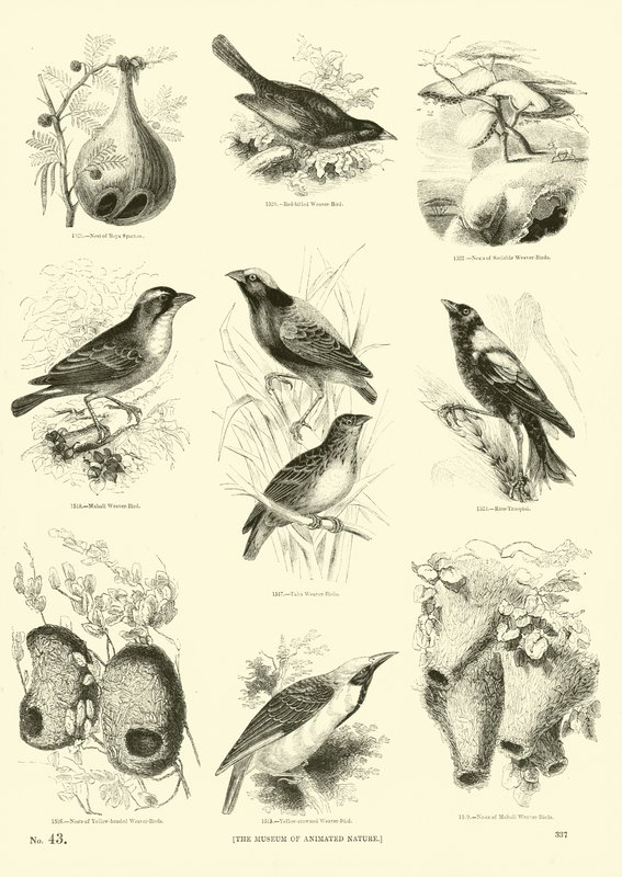 Página de The Pictorial Museum of Animated Nature de English School