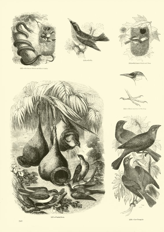 Página de The Pictorial Museum of Animated Nature de English School