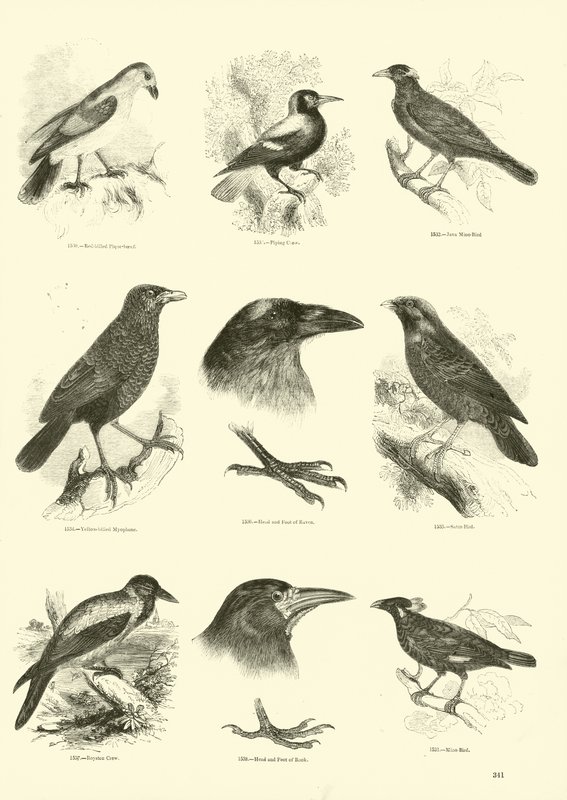 Página de The Pictorial Museum of Animated Nature de English School