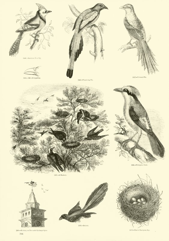 Página de The Pictorial Museum of Animated Nature de English School
