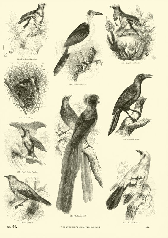 Página de The Pictorial Museum of Animated Nature de English School