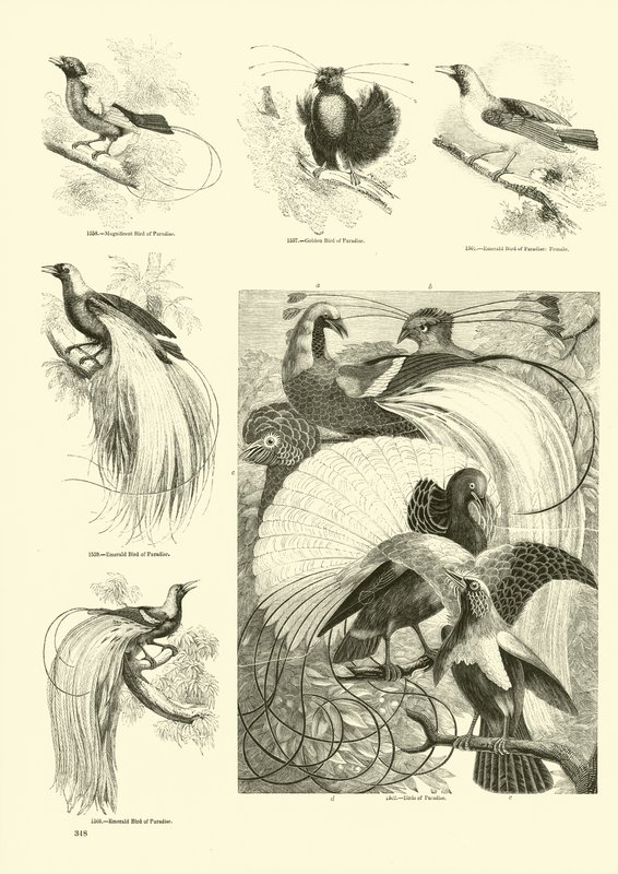 Página de The Pictorial Museum of Animated Nature de English School