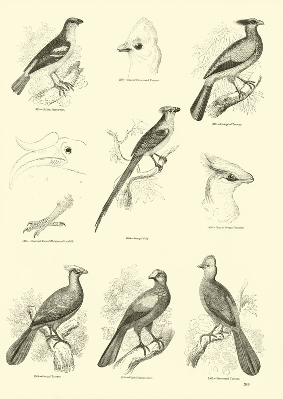 Página de The Pictorial Museum of Animated Nature de English School