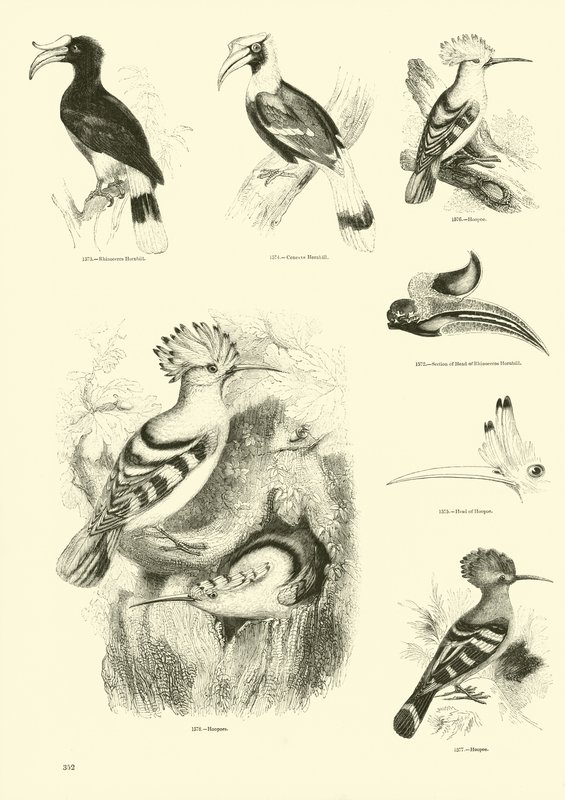Página de The Pictorial Museum of Animated Nature de English School