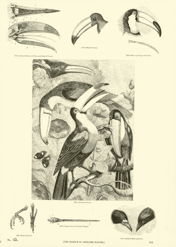 Página de The Pictorial Museum of Animated Nature de English School