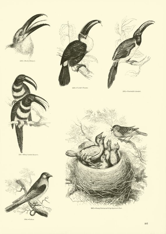 Página de The Pictorial Museum of Animated Nature de English School