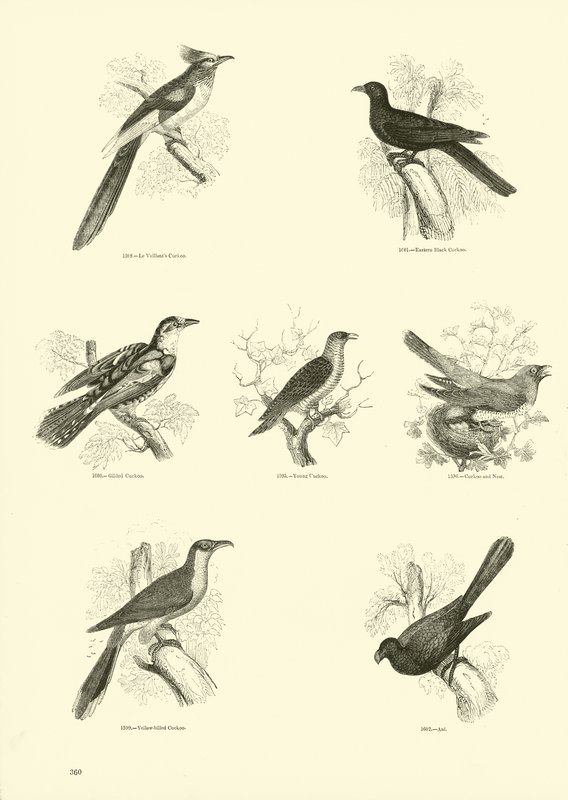Página de The Pictorial Museum of Animated Nature de English School