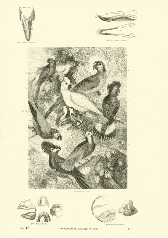 Página de The Pictorial Museum of Animated Nature de English School