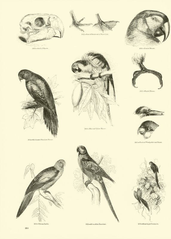 Página de The Pictorial Museum of Animated Nature de English School
