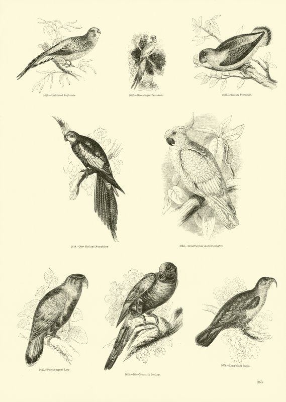 Página de The Pictorial Museum of Animated Nature de English School