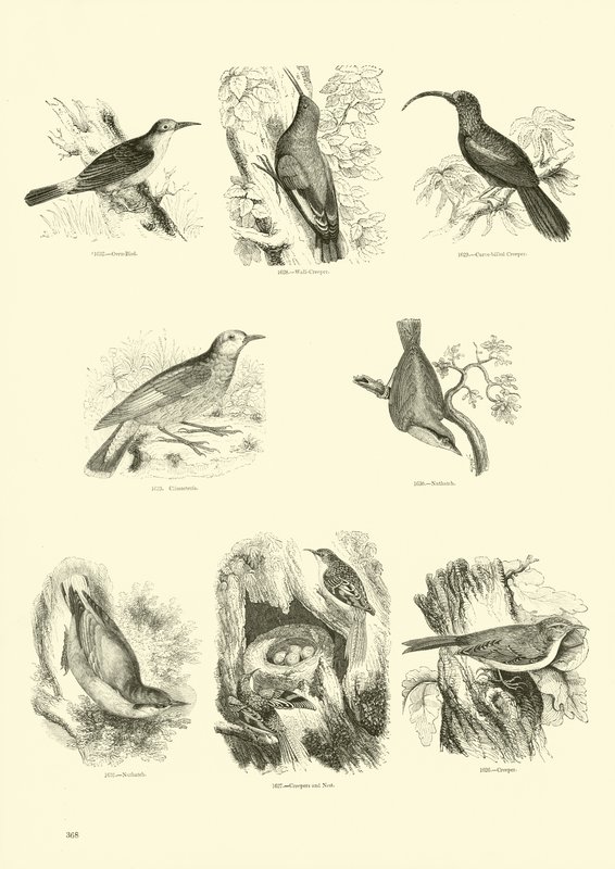 Página de The Pictorial Museum of Animated Nature de English School