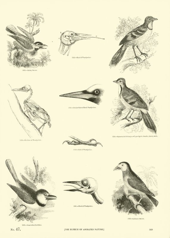 Página de The Pictorial Museum of Animated Nature de English School