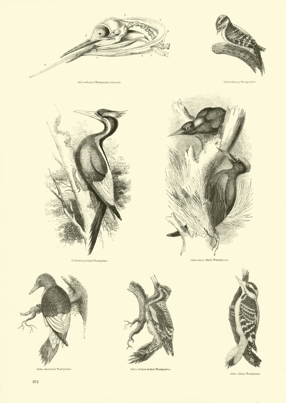 Página de The Pictorial Museum of Animated Nature de English School