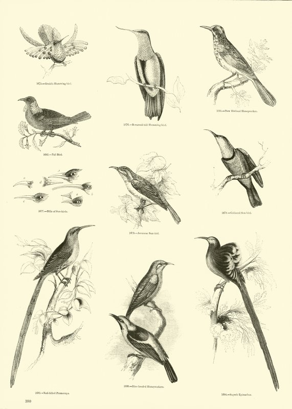 Página de The Pictorial Museum of Animated Nature de English School
