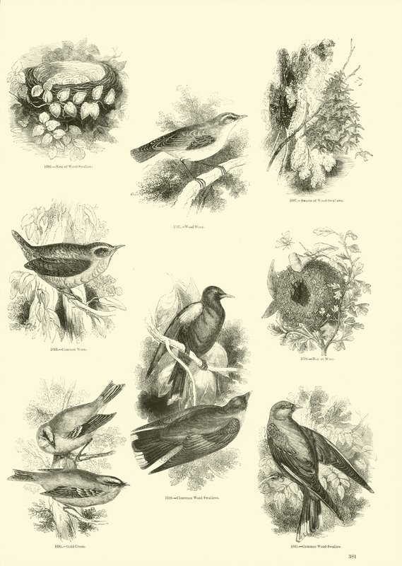 Página de The Pictorial Museum of Animated Nature de English School