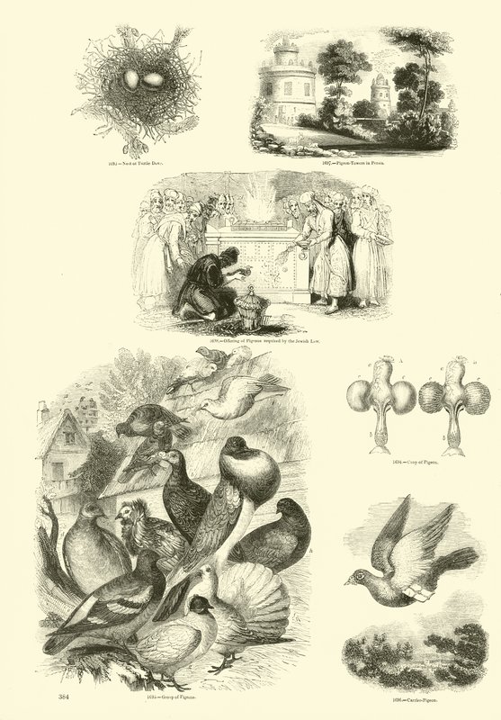 Página de The Pictorial Museum of Animated Nature de English School