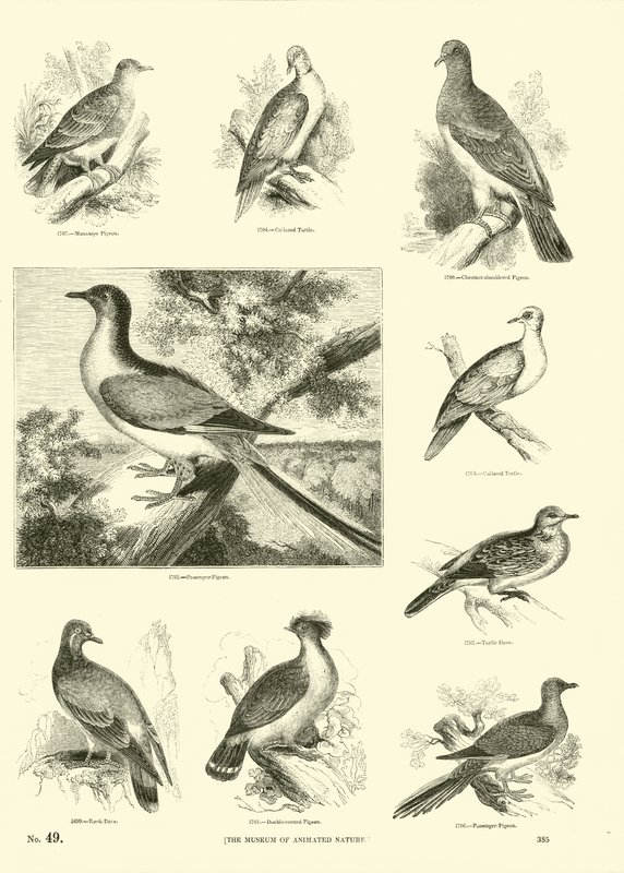 Página de The Pictorial Museum of Animated Nature de English School