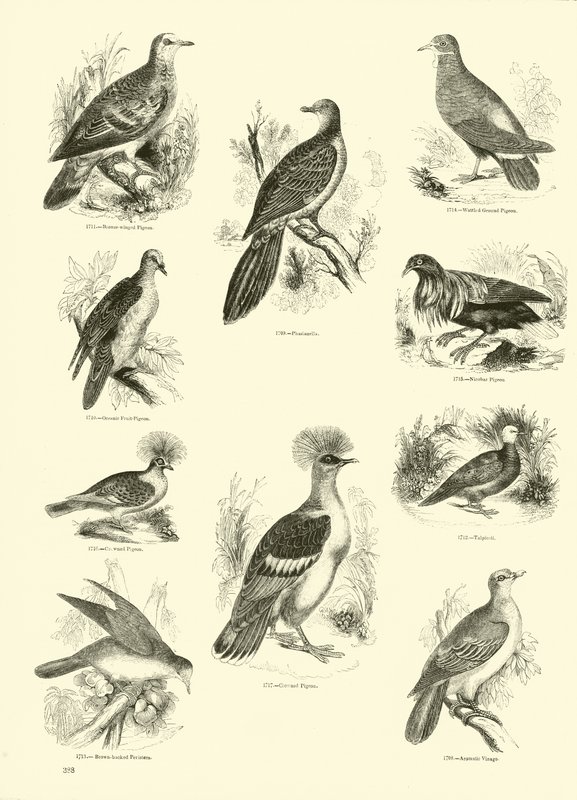 Página de The Pictorial Museum of Animated Nature de English School