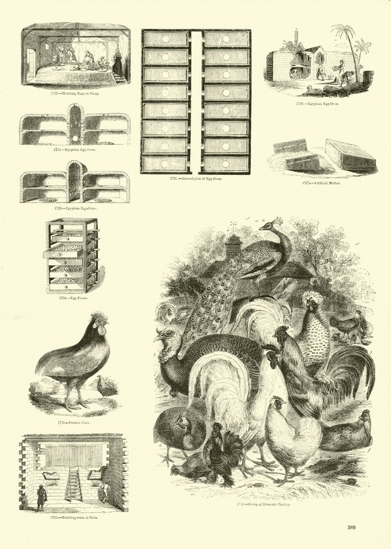 Página de The Pictorial Museum of Animated Nature de English School