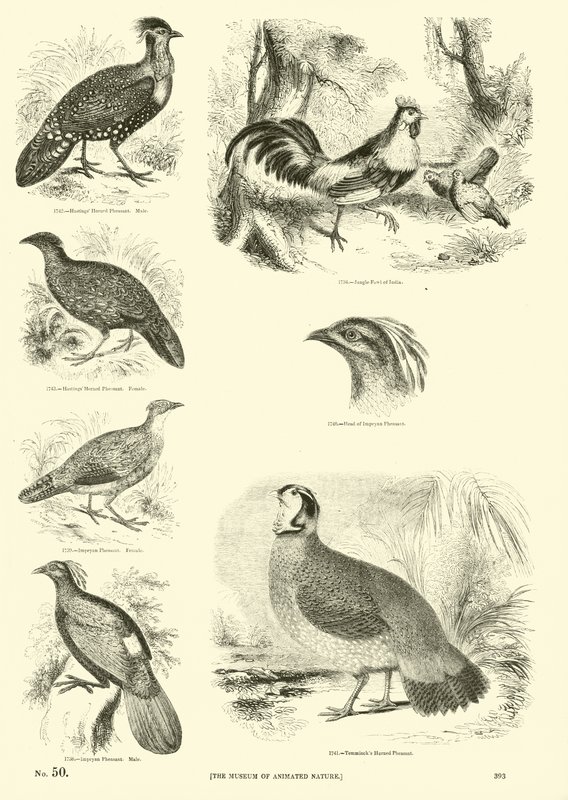 Página de The Pictorial Museum of Animated Nature de English School