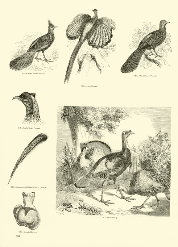 Página de The Pictorial Museum of Animated Nature de English School