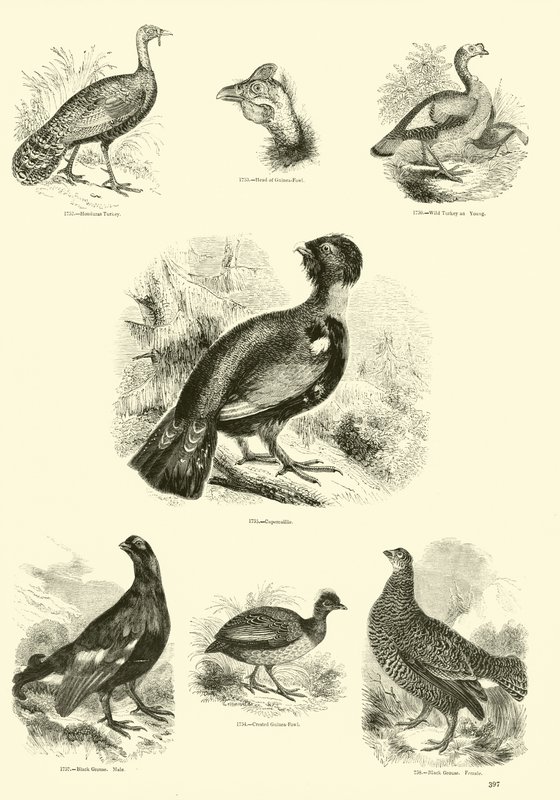 Página de The Pictorial Museum of Animated Nature de English School