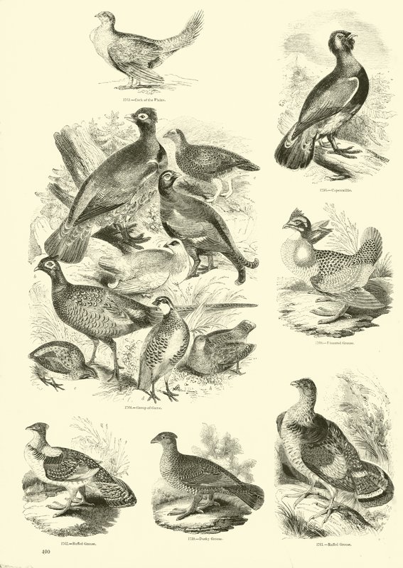Página de The Pictorial Museum of Animated Nature de English School