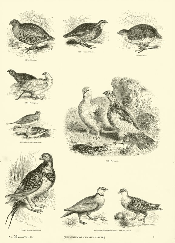 Página de The Pictorial Museum of Animated Nature de English School