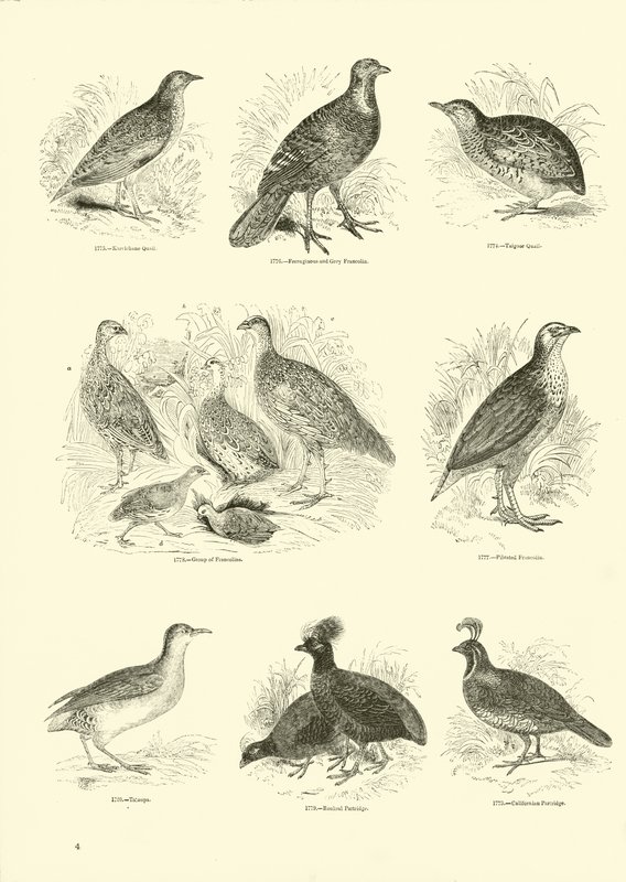 Página de The Pictorial Museum of Animated Nature de English School