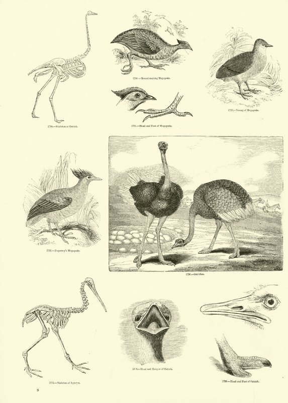 Página de The Pictorial Museum of Animated Nature de English School