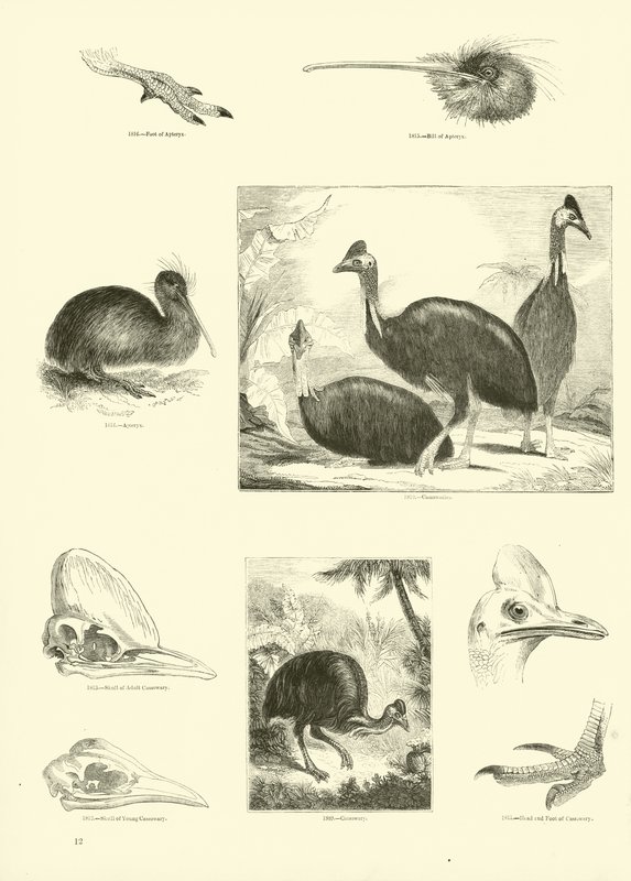 Página de The Pictorial Museum of Animated Nature de English School