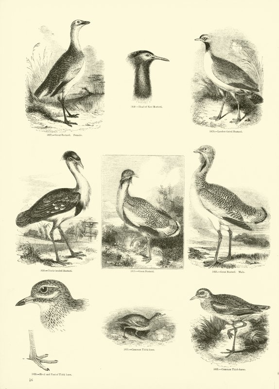 Página de The Pictorial Museum of Animated Nature de English School