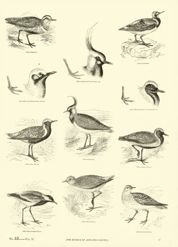 Página de The Pictorial Museum of Animated Nature de English School