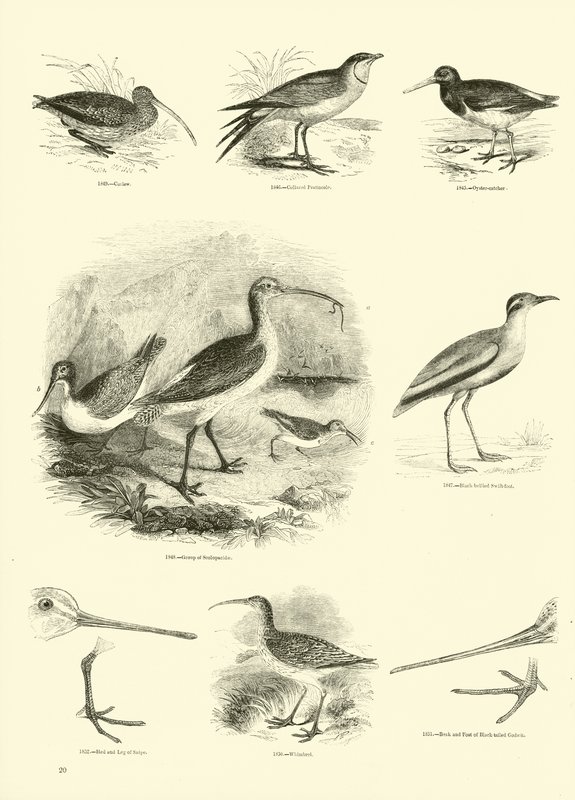 Página de The Pictorial Museum of Animated Nature de English School