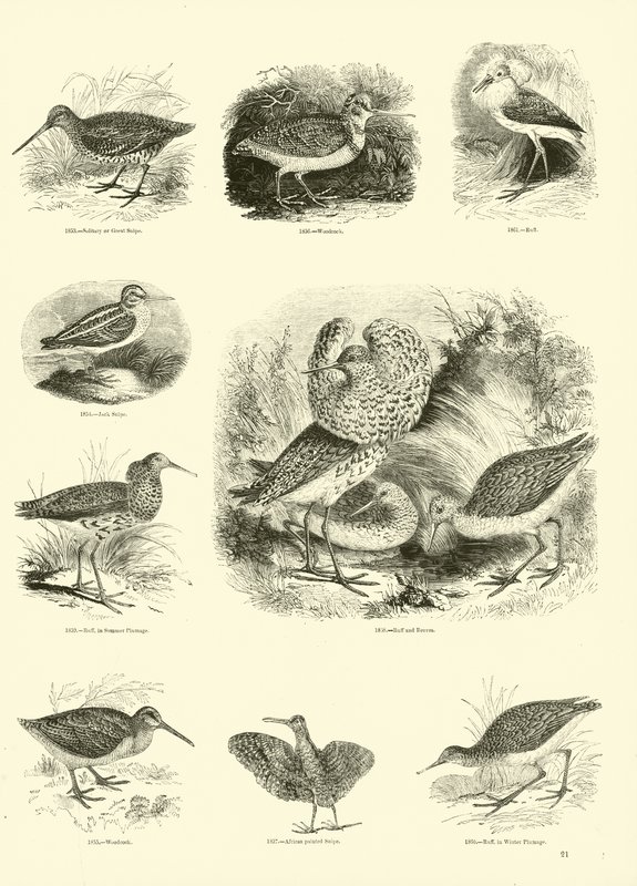 Página de The Pictorial Museum of Animated Nature de English School
