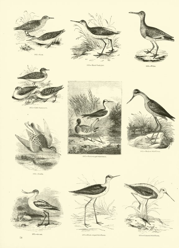 Página de The Pictorial Museum of Animated Nature de English School