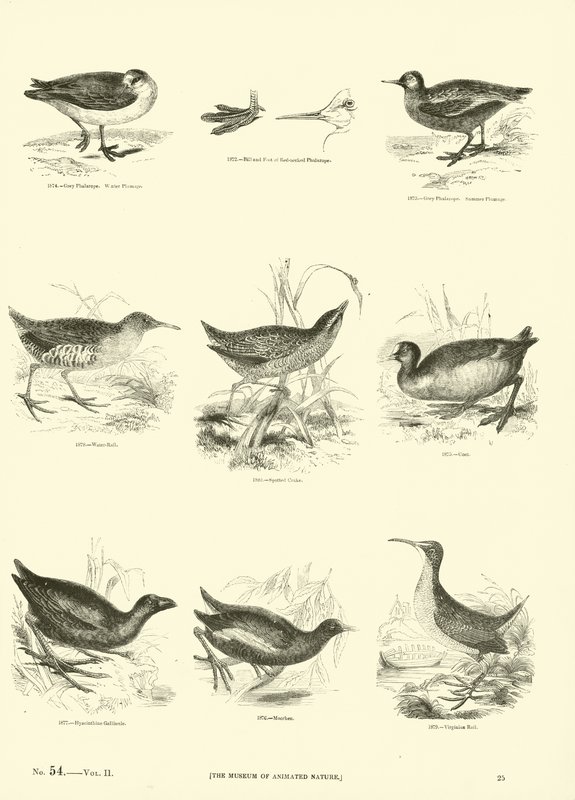 Página de The Pictorial Museum of Animated Nature de English School