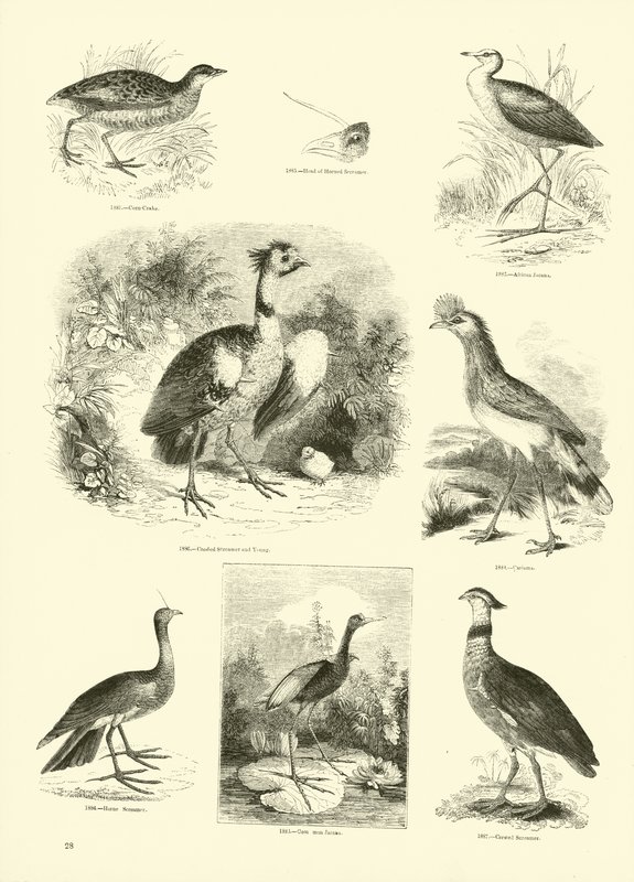 Página de The Pictorial Museum of Animated Nature de English School