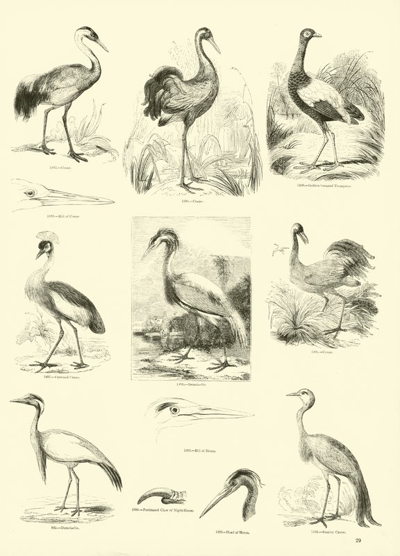 Página de The Pictorial Museum of Animated Nature de English School
