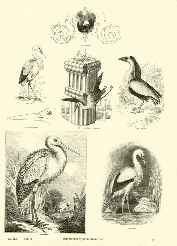 Página de The Pictorial Museum of Animated Nature de English School