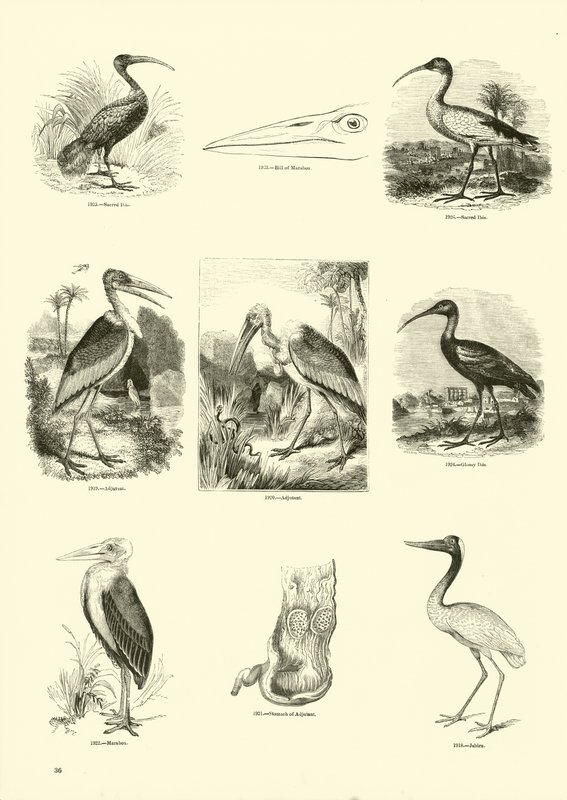 Página de The Pictorial Museum of Animated Nature de English School