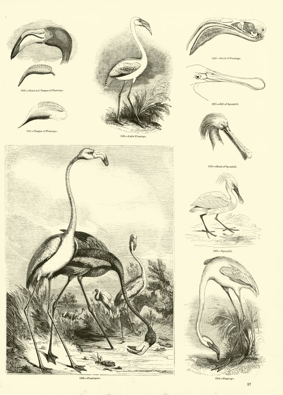 Página de The Pictorial Museum of Animated Nature de English School